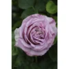 Edelrose, Rosa Hybrida »Blue Girl® «, Blüte: Violett
