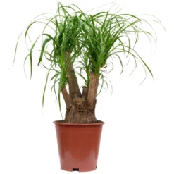 Sukkulente Elefantenfuß, Beaucarnea Recurvata, Grün, Blüten: Weiß