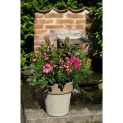 Rose, Rosa Hybrida »Rosy Boom® Mini«, Blüte: Rosa