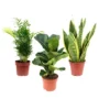 Zimmerpflanzen-Set (Bergpalme, Geigenfeige, Bogenhanf), Ficus/Sansevieria/Chamaedorea, Im Topf 2 Zimmerpflanzen-Set (Bergpalme, Geigenfeige, Bogenhanf), Ficus/Sansevieria/Chamaedorea, Im Topf -Wohnen Wohndeko Verkäufe unnamed file 6523
