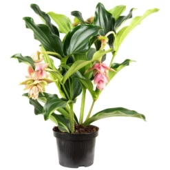 Medinilla, Medinilla Magnifica, Blütenfarbe: Rosa