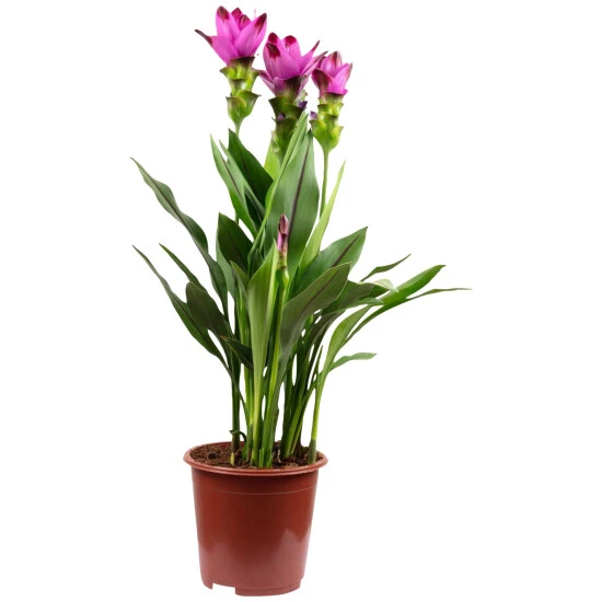 Kurkuma, Curcuma Longa, Blütenfarbe: Violett 3 Kurkuma, Curcuma Longa, Blütenfarbe: Violett