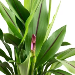 Kurkuma, Curcuma Longa, Blütenfarbe: Violett 6 Kurkuma, Curcuma Longa, Blütenfarbe: Violett -Wohnen Wohndeko Verkäufe unnamed file 6527