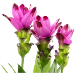 Kurkuma, Curcuma Longa, Blütenfarbe: Violett 7 Kurkuma, Curcuma Longa, Blütenfarbe: Violett -Wohnen Wohndeko Verkäufe unnamed file 6528