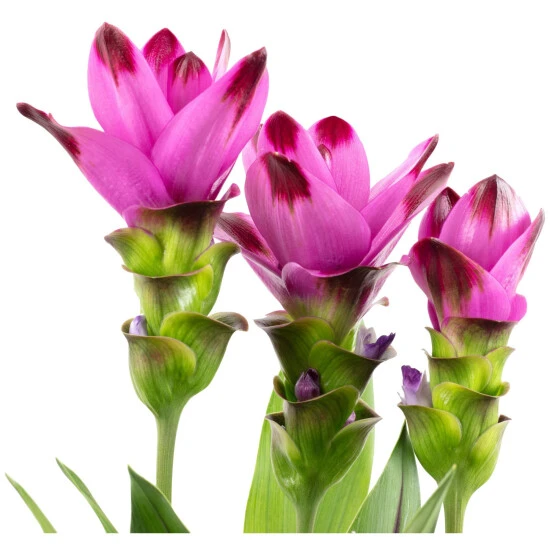 Kurkuma, Curcuma Longa, Blütenfarbe: Violett 5 Kurkuma, Curcuma Longa, Blütenfarbe: Violett – Bild 3