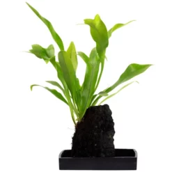 Flowerbox Farn, Diversifolium