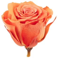 »Infinity-Bloom«, 12er-Pack Konservierte Rosenköpfe, Orange