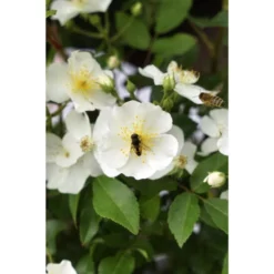 Rose, Rosa Hybrida »Rosy Boom® Esprit De Amore«, Blüte: Weiß