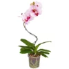 Gartenkrone Schmetterlingsorchidee, Phalaenopsis Hybrid »Curvy«, Blüte: Mehrfarbig, Im Topf -Wohnen Wohndeko Verkäufe unnamed file 6531