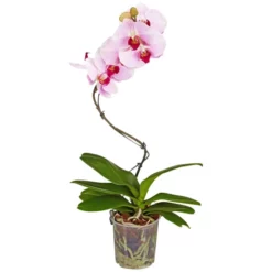 Gartenkrone Schmetterlingsorchidee, Phalaenopsis Hybrid »Curvy«, Blüte: Mehrfarbig, Im Topf
