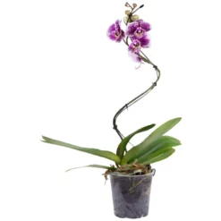 Gartenkrone Schmetterlingsorchidee, Phalaenopsis Hybrid »Curvy«, Blüte: Mehrfarbig, Im Topf -Wohnen Wohndeko Verkäufe unnamed file 6533
