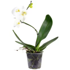 Gartenkrone Schmetterlingsorchidee, Phalaenopsis Hybrid »Curvy«, Blüte: Mehrfarbig, Im Topf -Wohnen Wohndeko Verkäufe unnamed file 6534
