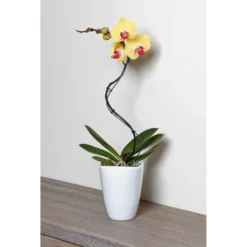 Gartenkrone Schmetterlingsorchidee, Phalaenopsis Hybrid »Curvy«, Blüte: Mehrfarbig, Im Topf -Wohnen Wohndeko Verkäufe unnamed file 6535