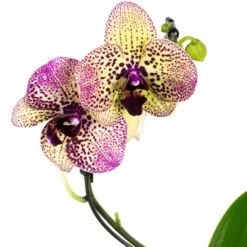 Gartenkrone Schmetterlingsorchidee, Phalaenopsis Hybrid »Curvy«, Blüte: Mehrfarbig, Im Topf -Wohnen Wohndeko Verkäufe unnamed file 6536