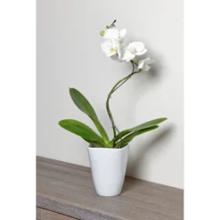 Gartenkrone Schmetterlingsorchidee, Phalaenopsis Hybrid »Curvy«, Blüte: Mehrfarbig, Im Topf -Wohnen Wohndeko Verkäufe unnamed file 6538