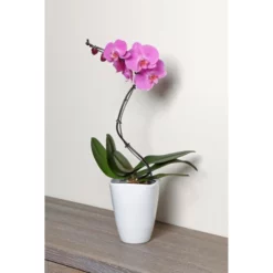 Gartenkrone Schmetterlingsorchidee, Phalaenopsis Hybrid »Curvy«, Blüte: Mehrfarbig, Im Topf -Wohnen Wohndeko Verkäufe unnamed file 6539