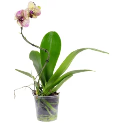 Gartenkrone Schmetterlingsorchidee, Phalaenopsis Hybrid »Curvy«, Blüte: Mehrfarbig, Im Topf -Wohnen Wohndeko Verkäufe unnamed file 6540