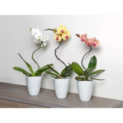 Gartenkrone Schmetterlingsorchidee, Phalaenopsis Hybrid »Curvy«, Blüte: Mehrfarbig, Im Topf -Wohnen Wohndeko Verkäufe unnamed file 6541