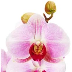 Gartenkrone Schmetterlingsorchidee, Phalaenopsis Hybrid »Curvy«, Blüte: Mehrfarbig, Im Topf -Wohnen Wohndeko Verkäufe unnamed file 6542