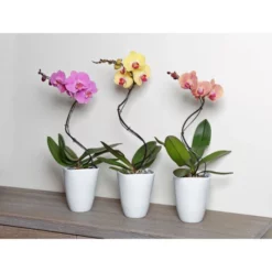 Gartenkrone Schmetterlingsorchidee, Phalaenopsis Hybrid »Curvy«, Blüte: Mehrfarbig, Im Topf -Wohnen Wohndeko Verkäufe unnamed file 6543