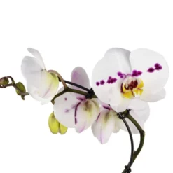 Gartenkrone Schmetterlingsorchidee, Phalaenopsis Hybrid »Curvy«, Blüte: Mehrfarbig, Im Topf -Wohnen Wohndeko Verkäufe unnamed file 6544