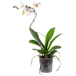 Gartenkrone Schmetterlingsorchidee, Phalaenopsis Hybrid »Curvy«, Blüte: Mehrfarbig, Im Topf -Wohnen Wohndeko Verkäufe unnamed file 6545