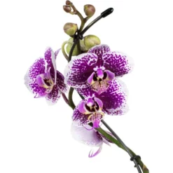 Gartenkrone Schmetterlingsorchidee, Phalaenopsis Hybrid »Curvy«, Blüte: Mehrfarbig, Im Topf -Wohnen Wohndeko Verkäufe unnamed file 6547