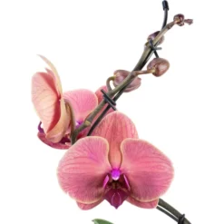 Gartenkrone Schmetterlingsorchidee, Phalaenopsis Hybrid »Curvy«, Blüte: Mehrfarbig, Im Topf -Wohnen Wohndeko Verkäufe unnamed file 6548