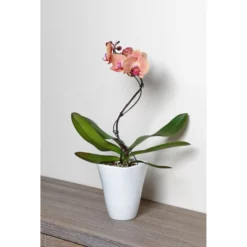 Gartenkrone Schmetterlingsorchidee, Phalaenopsis Hybrid »Curvy«, Blüte: Mehrfarbig, Im Topf -Wohnen Wohndeko Verkäufe unnamed file 6549