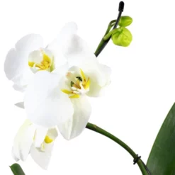 Gartenkrone Schmetterlingsorchidee, Phalaenopsis Hybrid »Curvy«, Blüte: Mehrfarbig, Im Topf -Wohnen Wohndeko Verkäufe unnamed file 6551