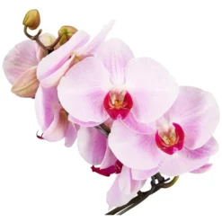 Gartenkrone Schmetterlingsorchidee, Phalaenopsis Hybrid »Curvy«, Blüte: Mehrfarbig, Im Topf -Wohnen Wohndeko Verkäufe unnamed file 6552