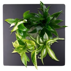 Pflanzenbild »Flowerwall«, BxHxT: 31 X 31 X 22 Cm, Schwarz