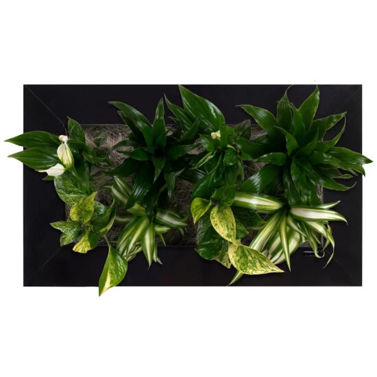 Pflanzenbild »Flowerwall«, BxHxT: 55 X 33 X 22 Cm, Schwarz 3 Pflanzenbild »Flowerwall«, BxHxT: 55 X 33 X 22 Cm, Schwarz