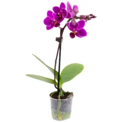 Schmetterlingsorchidee, Phalaenopsis , Blüte: Violett, Mit 1 Trieb