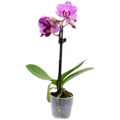 Schmetterlingsorchidee, Phalaenopsis , Blüte: Zweifarbig, Mit 1 Trieb