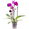 Schmetterlingsorchidee, Phalaenopsis Cascade, Blüte: Violett, Mit 2 Trieben