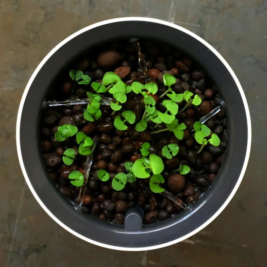 Selbstbewässernder Topf Botanium - Selbsbewässernder Topf, Max. Wuchshöhe: 0 Cm 4 Selbstbewässernder Topf Botanium - Selbsbewässernder Topf, Max. Wuchshöhe: 0 Cm – Bild 2