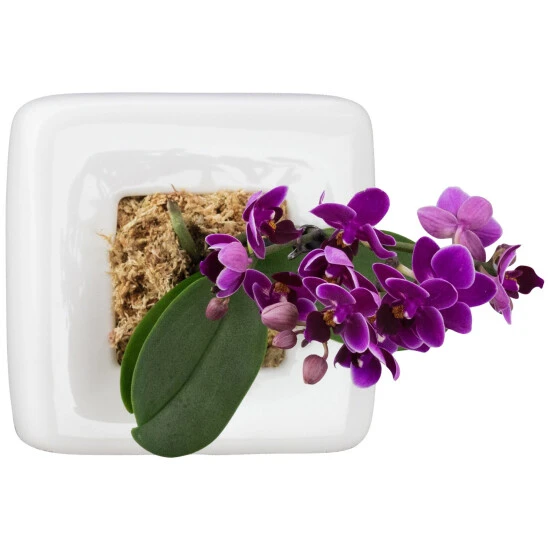 Pflanzen In Keramik Orchideen-Edition , BxHxT: 16 X 16 X 22 Cm, Weiß 3 Pflanzen In Keramik Orchideen-Edition , BxHxT: 16 X 16 X 22 Cm, Weiß