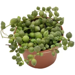 Sukkulente Erbsen Am Band, Senecio Rowleyanus, Grün, Blüten: Gelb