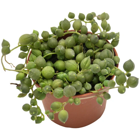 Sukkulente Erbsen Am Band, Senecio Rowleyanus, Grün, Blüten: Gelb 3 Sukkulente Erbsen Am Band, Senecio Rowleyanus, Grün, Blüten: Gelb