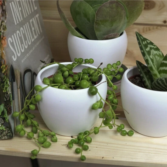 Sukkulente Erbsen Am Band, Senecio Rowleyanus, Grün, Blüten: Gelb 4 Sukkulente Erbsen Am Band, Senecio Rowleyanus, Grün, Blüten: Gelb – Bild 2
