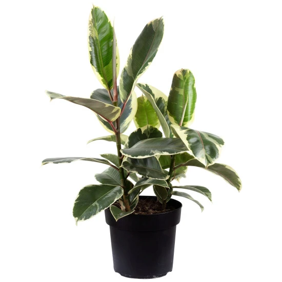 Gummibaum Elastica Ficus »Tineke« 3 Gummibaum Elastica Ficus »Tineke«