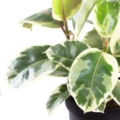 Gummibaum Elastica Ficus »Tineke« 5 Gummibaum Elastica Ficus »Tineke« -Wohnen Wohndeko Verkäufe unnamed file 6598