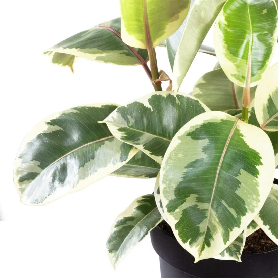 Gummibaum Elastica Ficus »Tineke« 4 Gummibaum Elastica Ficus »Tineke« – Bild 2