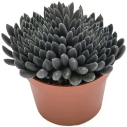 Sukkulente Chinadickblatt, Sinocrassula Yunnanensis, Schwarz, Blüten: Rot