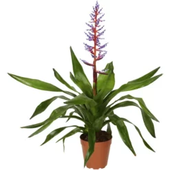 Gartenkrone Lanzenrosette Lanzenrosette Fasciata »Blue Rain'«, Blau