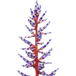 Gartenkrone Lanzenrosette Lanzenrosette Fasciata »Blue Rain'«, Blau -Wohnen Wohndeko Verkäufe unnamed file 6616