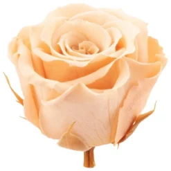 »Infinity-Bloom«, 12er-Pack Konservierte Rosenköpfe, Rosa