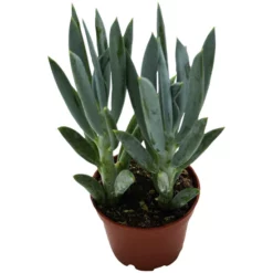 Sukkulente Kreuzkraut, Senecio Ficoides, Grün, Blüten: Rot