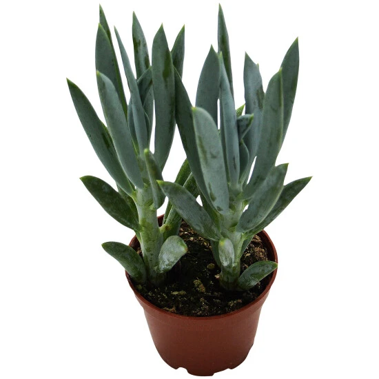 Sukkulente Kreuzkraut, Senecio Ficoides, Grün, Blüten: Rot 3 Sukkulente Kreuzkraut, Senecio Ficoides, Grün, Blüten: Rot